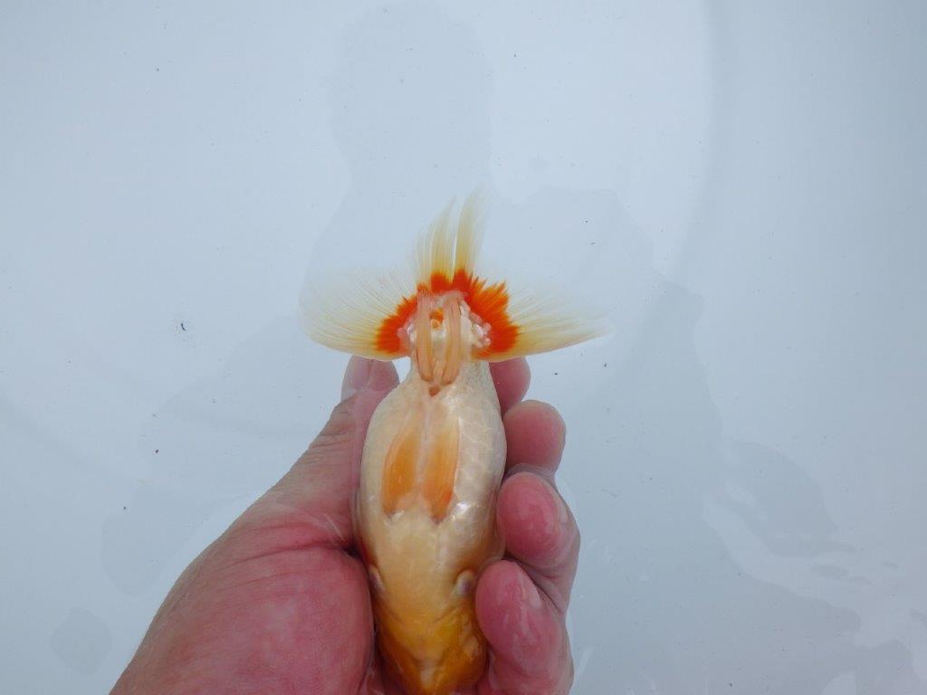 【三河金鱗会　当歳魚　小の部 】西前頭八　約12cm   オス？