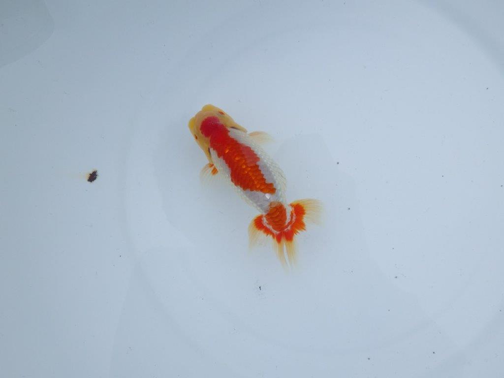 【三河金鱗会　当歳魚　小の部 】西前頭八　約12cm   オス？