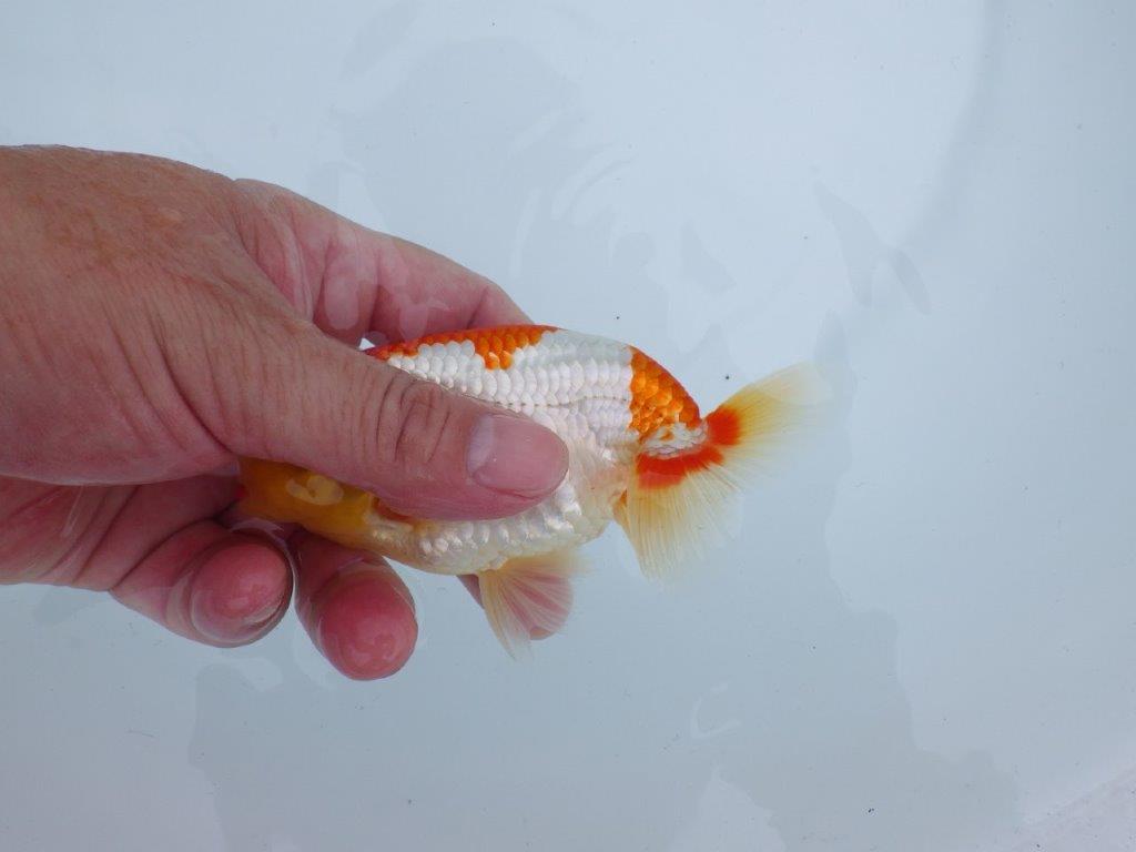 【三河金鱗会　当歳魚　小の部 】西前頭八　約12cm   オス？