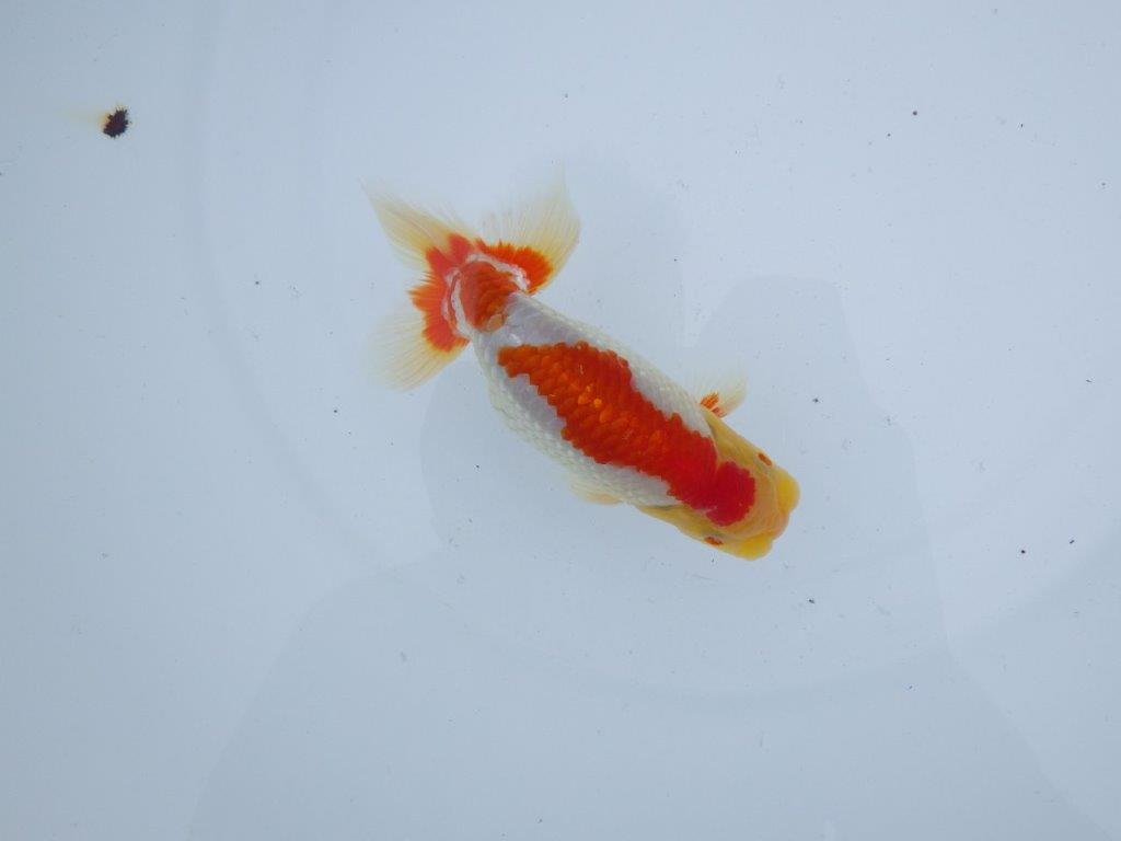 【三河金鱗会　当歳魚　小の部 】西前頭八　約12cm   オス？