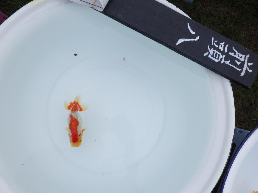 【三河金鱗会　当歳魚　小の部 】西前頭八　約12cm   オス？