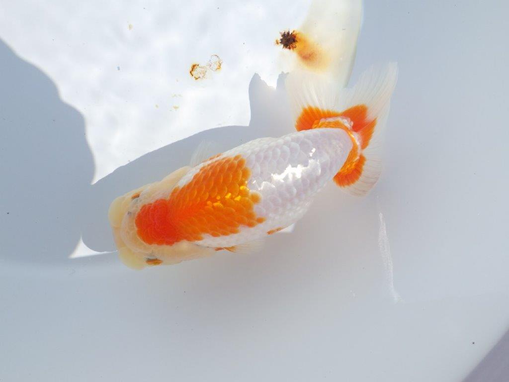 【志摩紅鱗会 当歳魚の部東前頭十一】当歳らんちゅう 約14,5㎝メス?