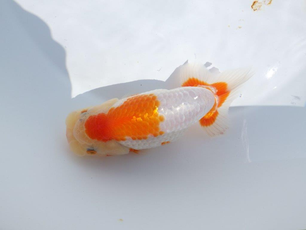 【志摩紅鱗会 当歳魚の部東前頭十一】当歳らんちゅう 約14,5㎝メス?