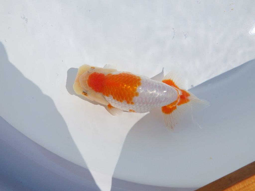 【志摩紅鱗会 当歳魚の部東前頭十一】当歳らんちゅう 約14,5㎝メス?