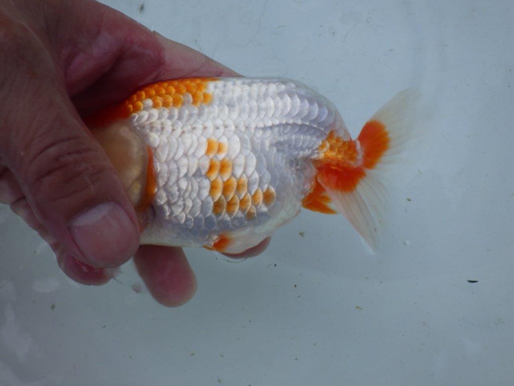【志摩紅鱗会 当歳魚の部東前頭十一】当歳らんちゅう 約14,5㎝メス?