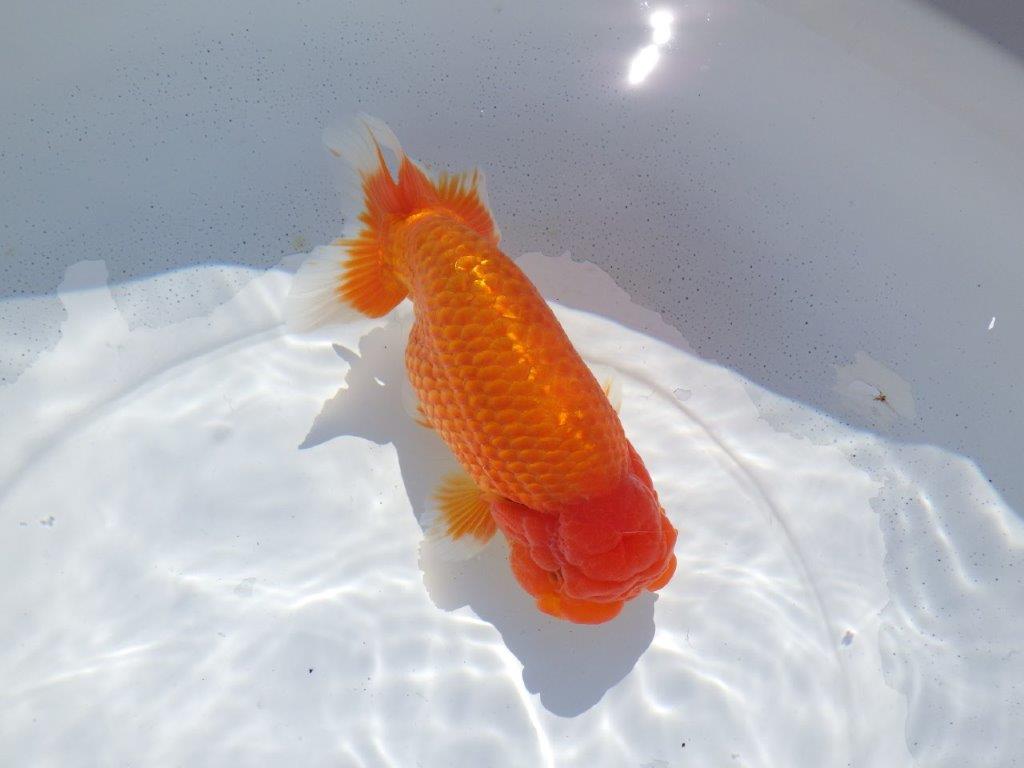 【志摩紅鱗会 二歳魚の部西前頭六】当歳らんちゅう 約17,5㎝オス?
