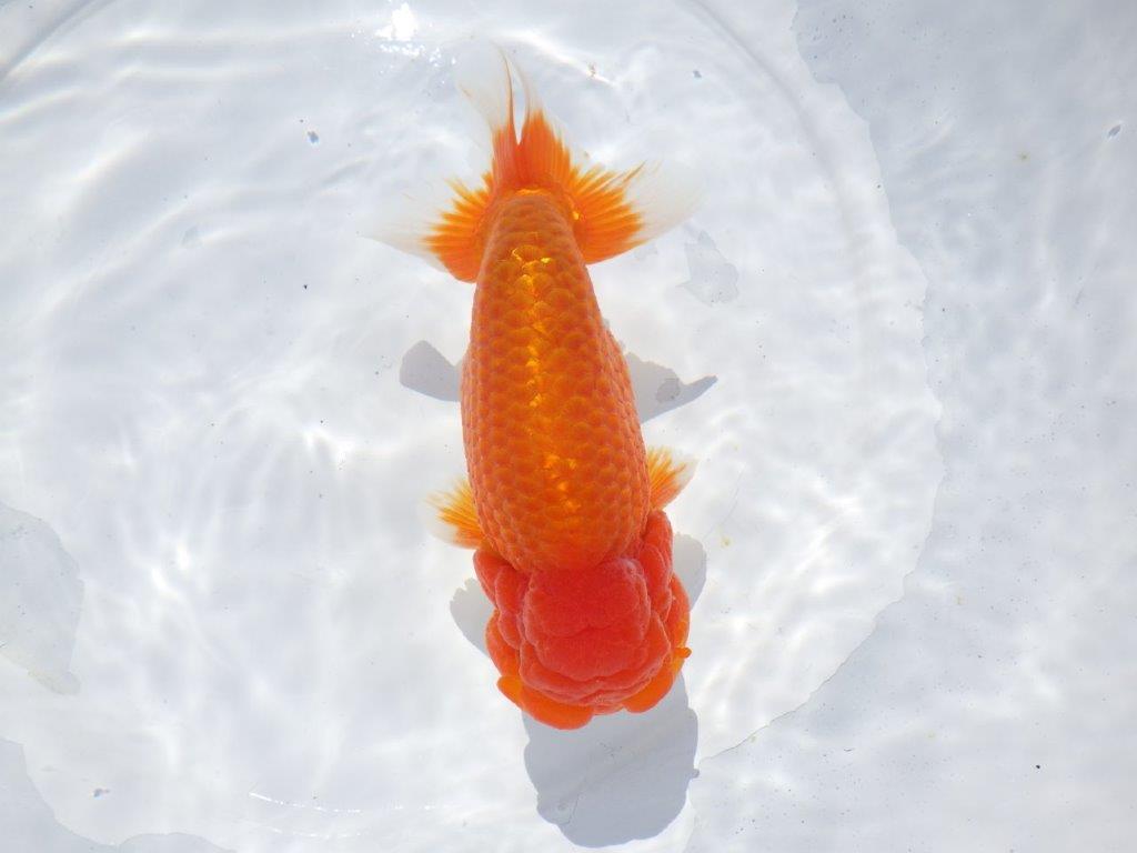 【志摩紅鱗会 二歳魚の部西前頭六】当歳らんちゅう 約17,5㎝オス?