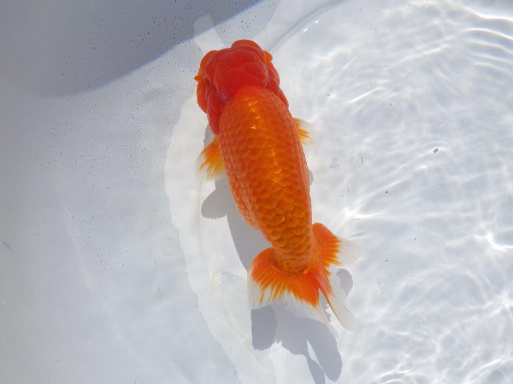 【志摩紅鱗会 二歳魚の部西前頭六】当歳らんちゅう 約17,5㎝オス?