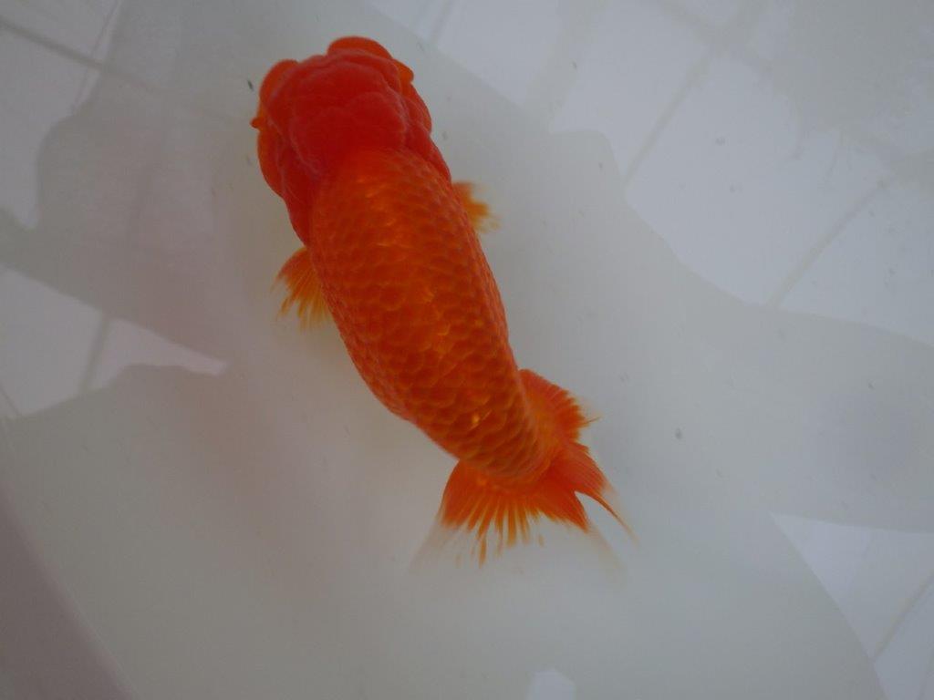 【志摩紅鱗会 二歳魚の部西前頭六】当歳らんちゅう 約17,5㎝オス?