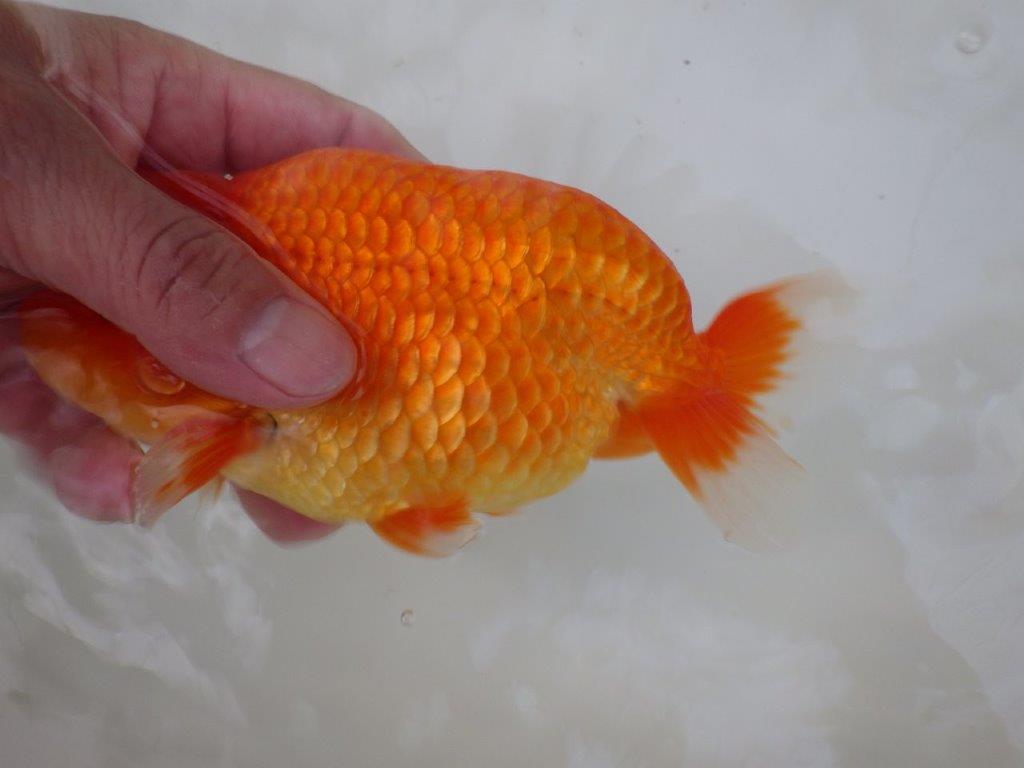 【志摩紅鱗会 二歳魚の部西前頭六】当歳らんちゅう 約17,5㎝オス?
