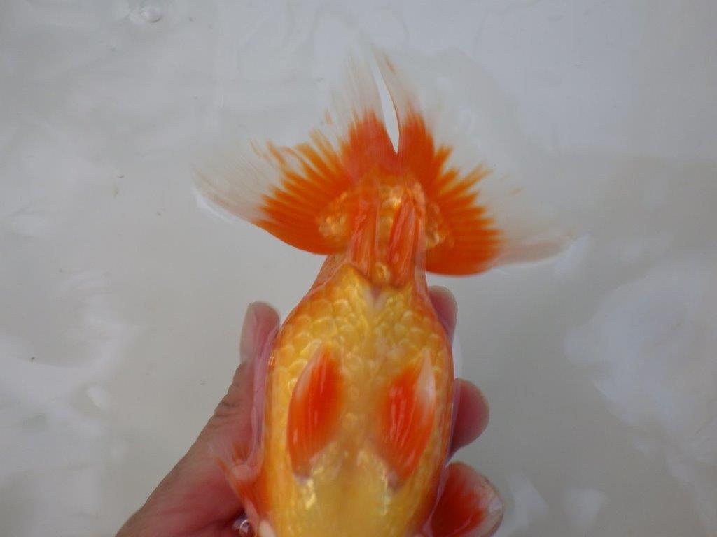 【志摩紅鱗会 二歳魚の部西前頭六】当歳らんちゅう 約17,5㎝オス?