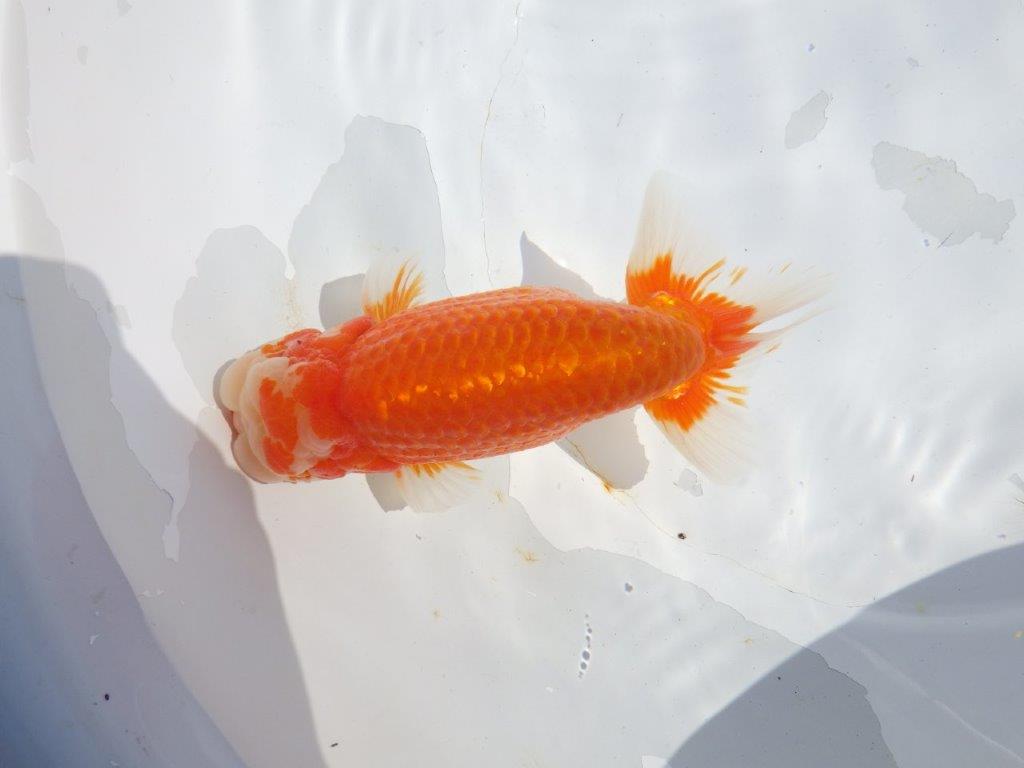 【志摩紅鱗会 二歳魚の部東前頭五】二歳らんちゅう 約18㎝オス?