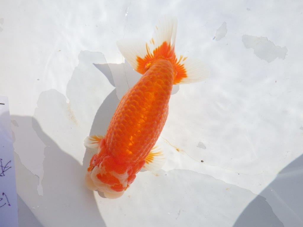 【志摩紅鱗会 二歳魚の部東前頭五】二歳らんちゅう 約18㎝オス?