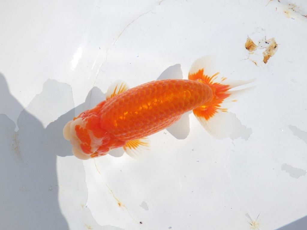 【志摩紅鱗会 二歳魚の部東前頭五】二歳らんちゅう 約18㎝オス?