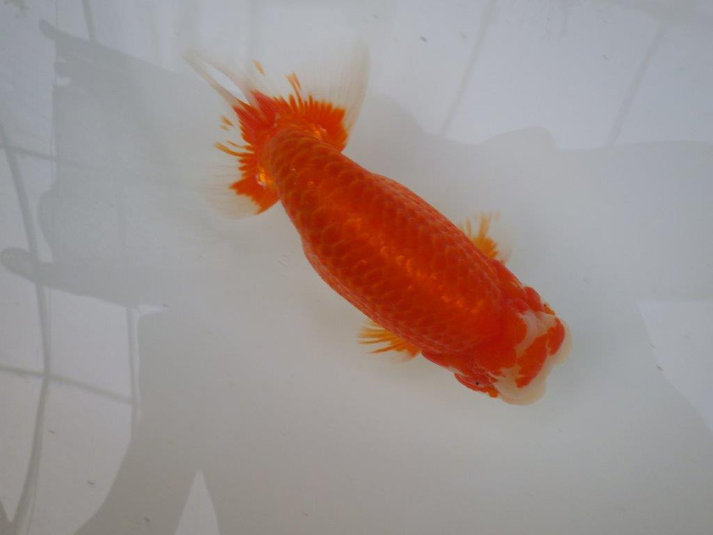 【志摩紅鱗会 二歳魚の部東前頭五】二歳らんちゅう 約18㎝オス?