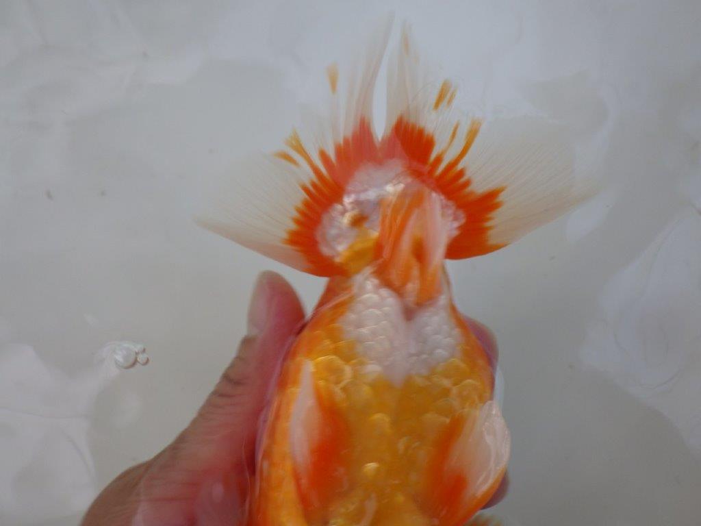 【志摩紅鱗会 二歳魚の部東前頭五】二歳らんちゅう 約18㎝オス?
