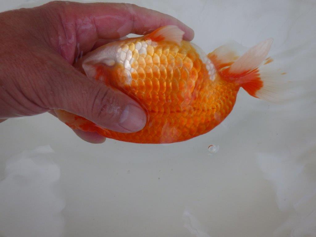 【志摩紅鱗会 二歳魚の部東前頭五】二歳らんちゅう 約18㎝オス?