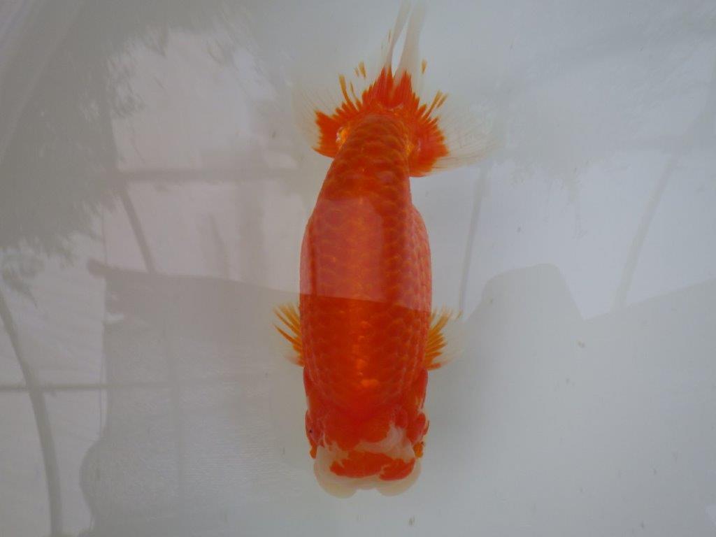 【志摩紅鱗会 二歳魚の部東前頭五】二歳らんちゅう 約18㎝オス?