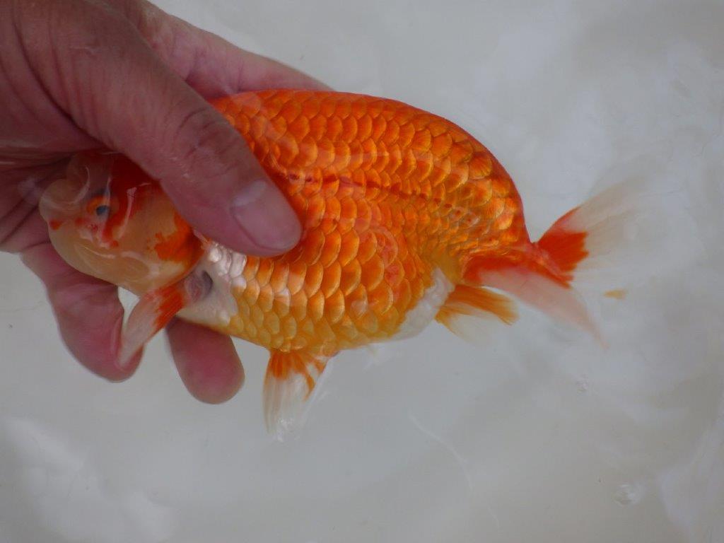 【志摩紅鱗会 二歳魚の部東前頭五】二歳らんちゅう 約18㎝オス?