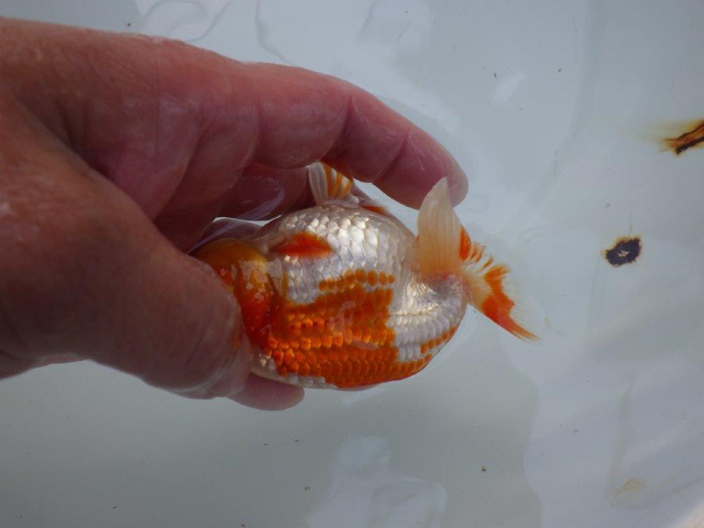 【志摩紅鱗会所属トップブリーダー作出】当歳らんちゅう S 約10,5㎝オス?