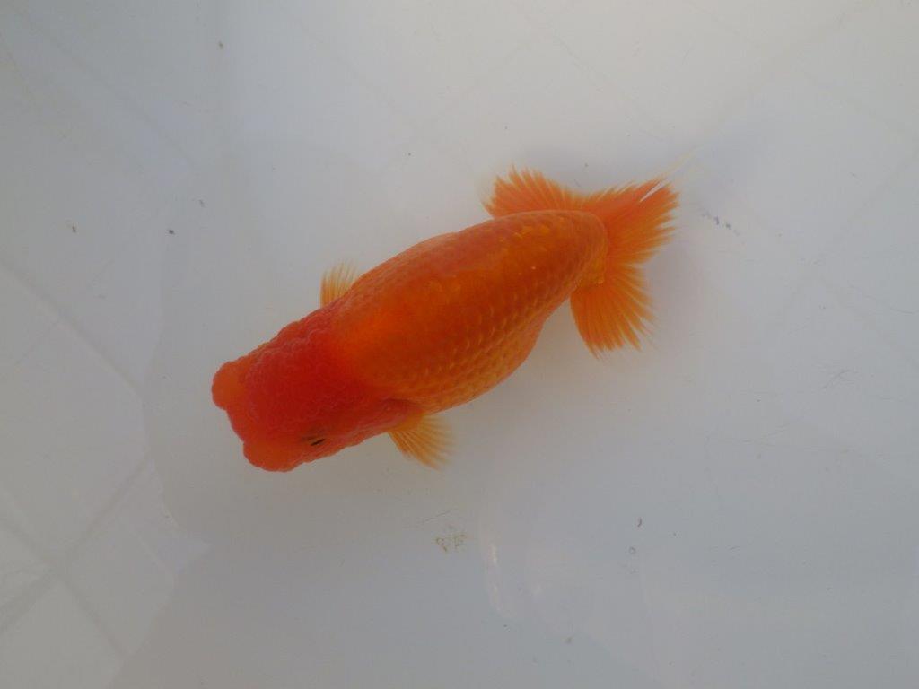 【志摩紅鱗会所属トップブリーダー作出】尾構えが良い当歳らんちゅう W 約12,5㎝オス?