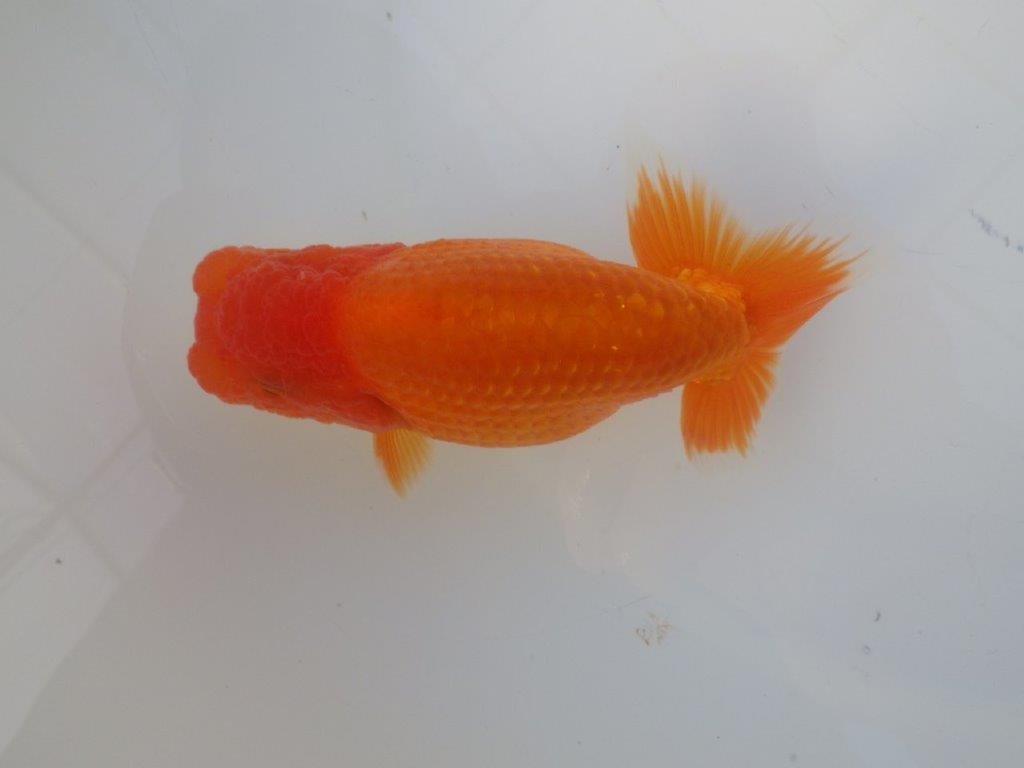 【志摩紅鱗会所属トップブリーダー作出】尾構えが良い当歳らんちゅう W 約12,5㎝オス?