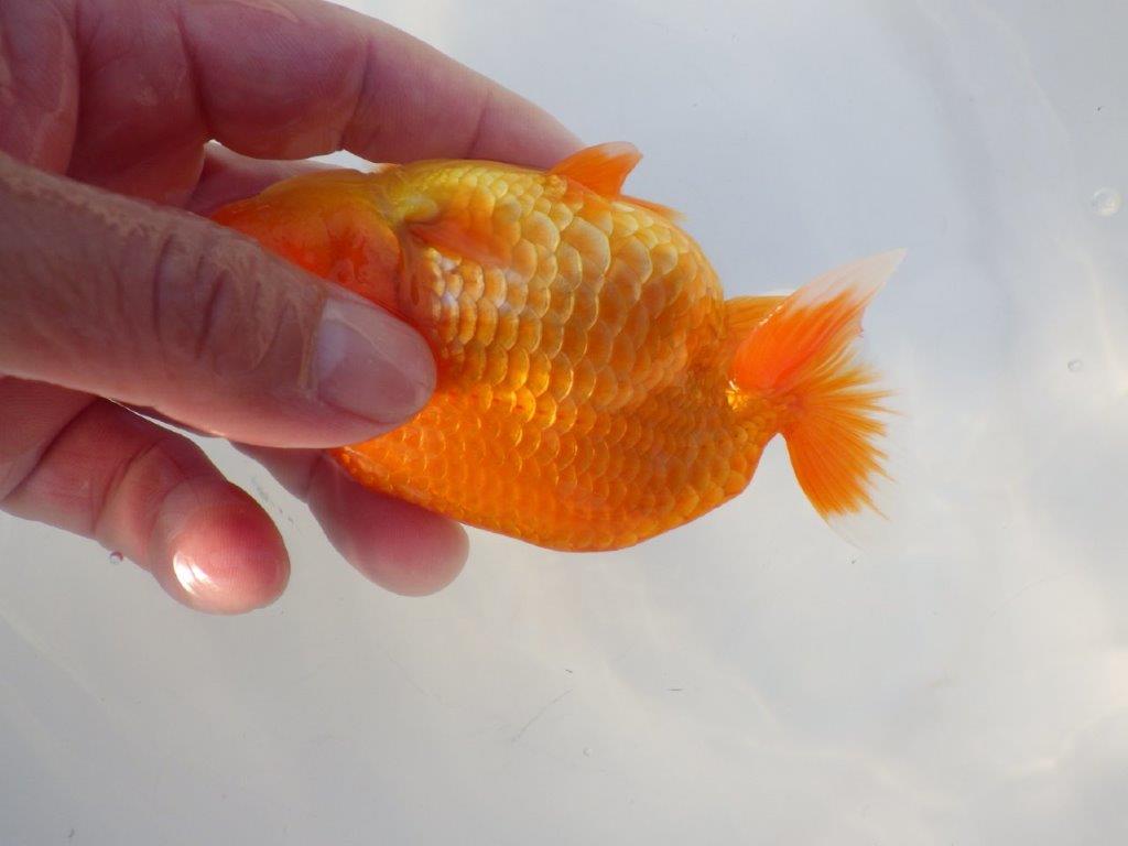 【志摩紅鱗会所属トップブリーダー作出】尾構えが良い当歳らんちゅう W 約12,5㎝オス?