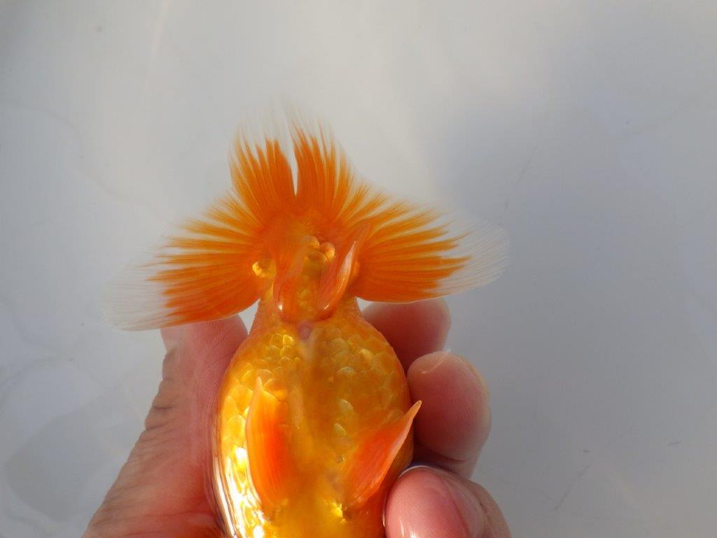 【志摩紅鱗会所属トップブリーダー作出】尾構えが良い当歳らんちゅう W 約12,5㎝オス?