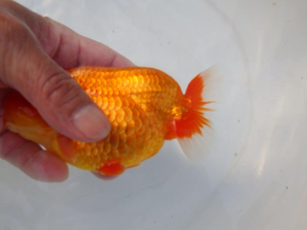 【志摩紅鱗会所属トップブリーダー作出】大きい当歳らんちゅう Y約14,5㎝オス?