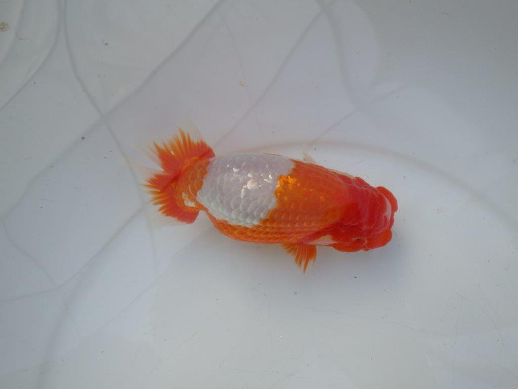 【志摩紅鱗会所属トップブリーダー作出】大迫力の当歳らんちゅう Z約14,5㎝オス?