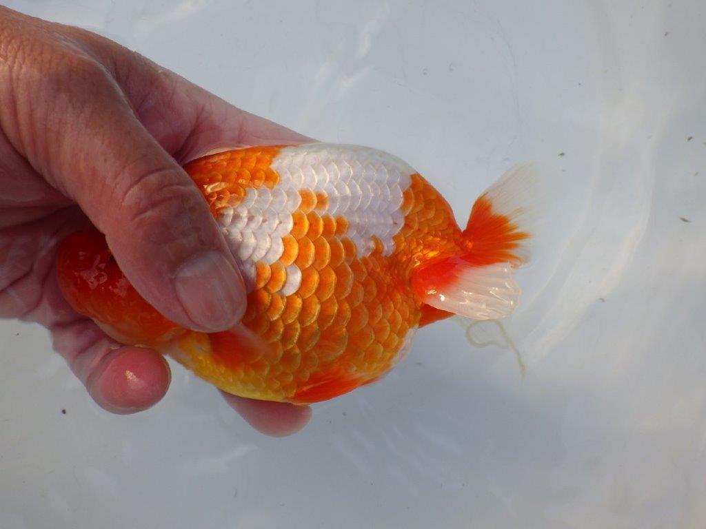 【志摩紅鱗会所属トップブリーダー作出】大迫力の当歳らんちゅう Z約14,5㎝オス?