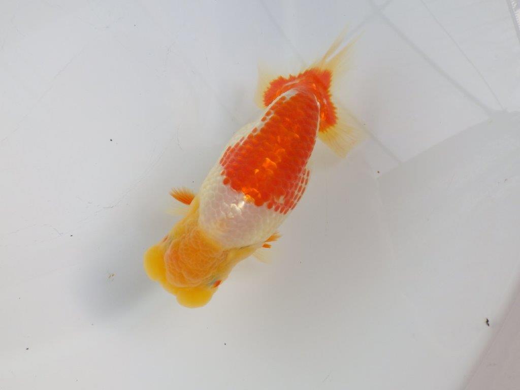 【志摩紅鱗会所属トップブリーダー作出】二歳で仕上げ!当歳らんちゅう 約13,5㎝オス?