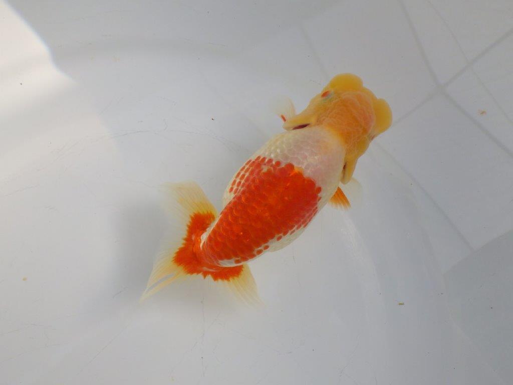 【志摩紅鱗会所属トップブリーダー作出】二歳で仕上げ!当歳らんちゅう 約13,5㎝オス?