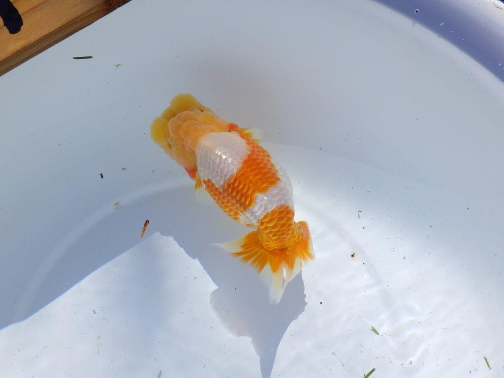 【岐阜県金魚文化連合会　当歳魚の部 】西前頭一　約14cm   メス？