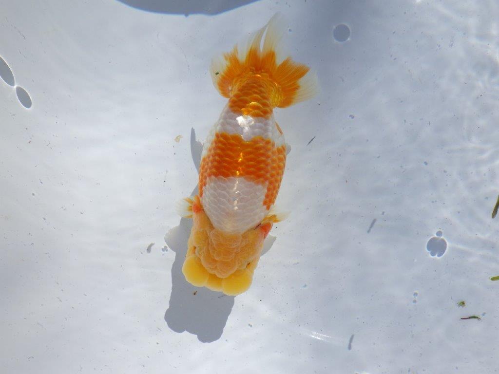 【岐阜県金魚文化連合会　当歳魚の部 】西前頭一　約14cm   メス？