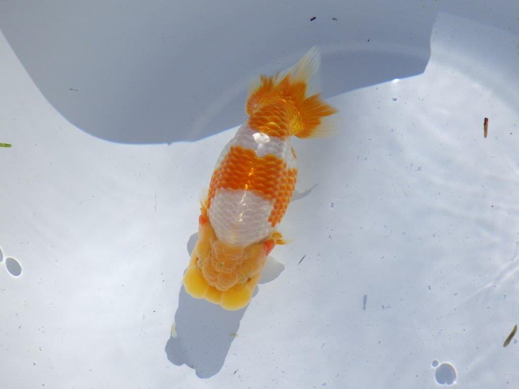 【岐阜県金魚文化連合会　当歳魚の部 】西前頭一　約14cm   メス？