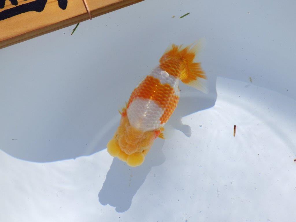 【岐阜県金魚文化連合会　当歳魚の部 】西前頭一　約14cm   メス？