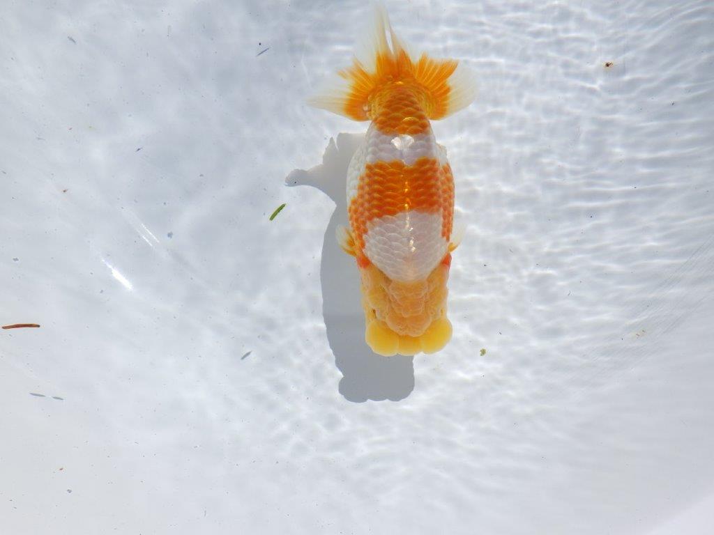 【岐阜県金魚文化連合会　当歳魚の部 】西前頭一　約14cm   メス？