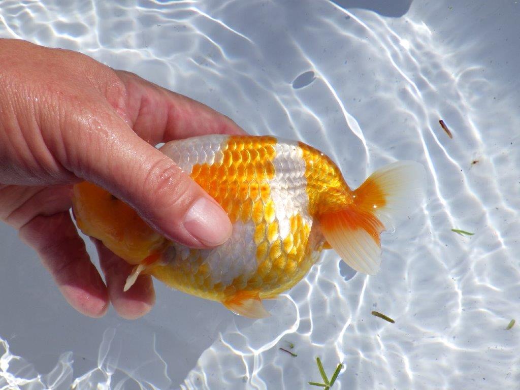 【岐阜県金魚文化連合会　当歳魚の部 】西前頭一　約14cm   メス？