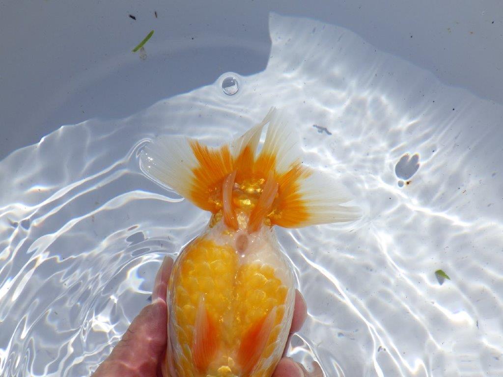 【岐阜県金魚文化連合会　当歳魚の部 】西前頭一　約14cm   メス？