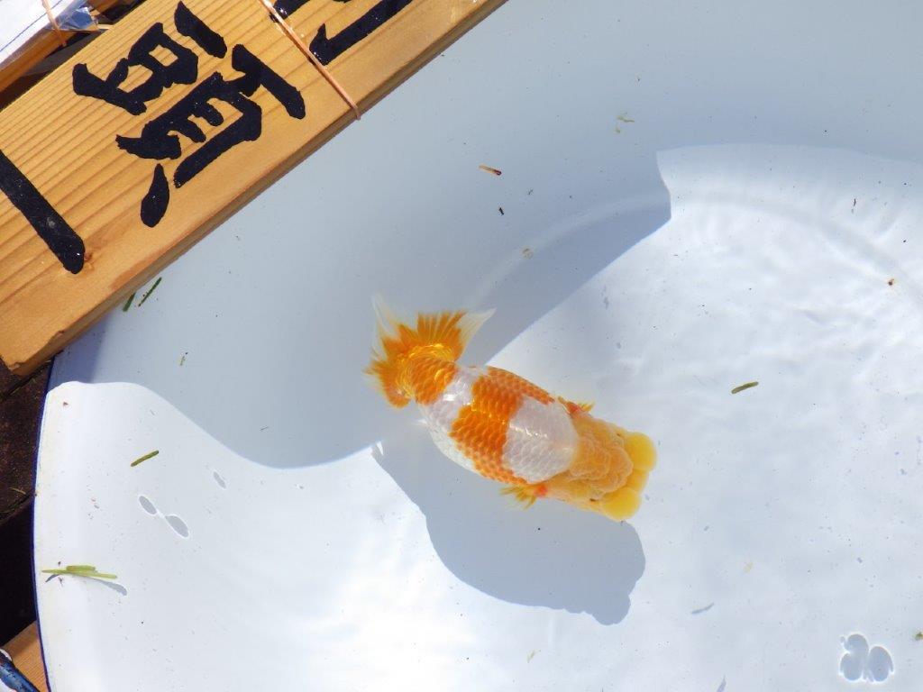 【岐阜県金魚文化連合会　当歳魚の部 】西前頭一　約14cm   メス？