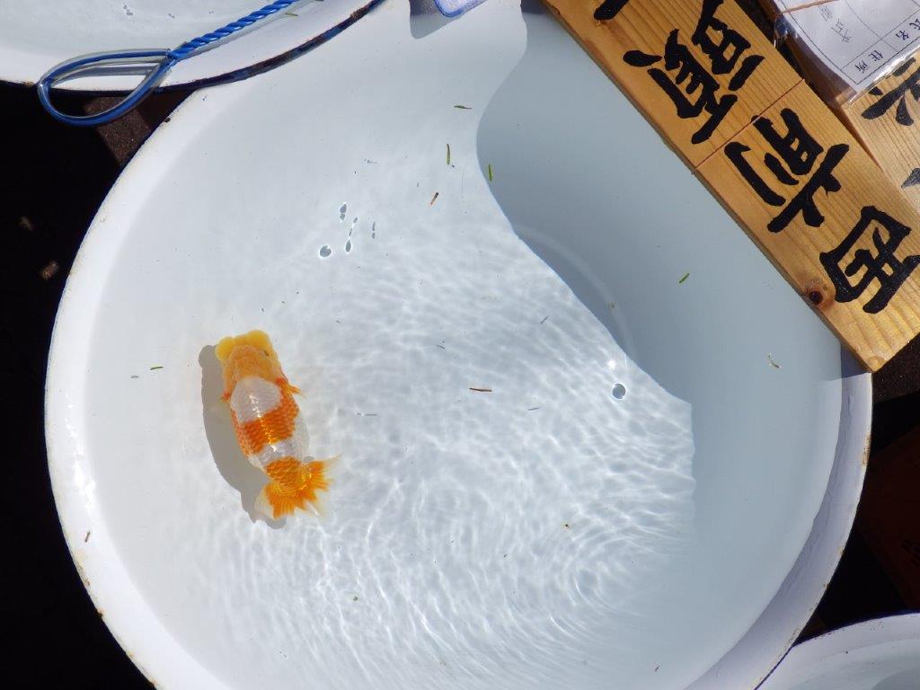 【岐阜県金魚文化連合会　当歳魚の部 】西前頭一　約14cm   メス？