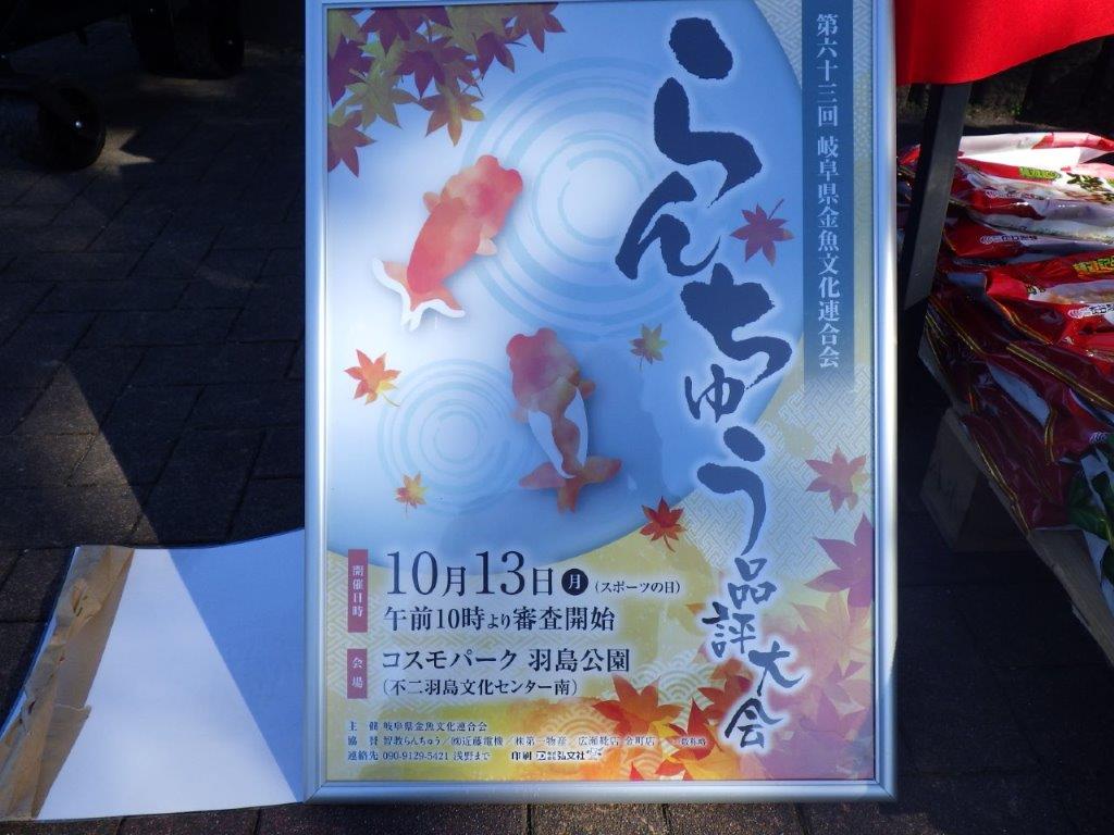 【岐阜県金魚文化連合会　当歳魚の部 】西前頭一　約14cm   メス？