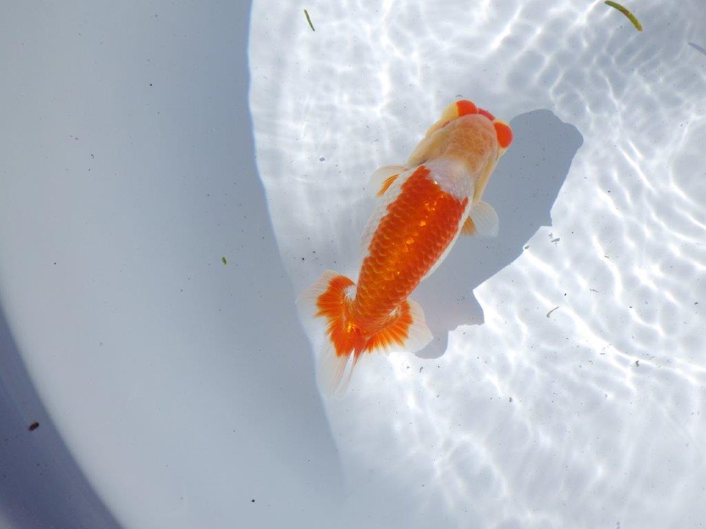 【岐阜県金魚文化連合会　当歳魚の部 】東勧進元一　約13cm   オス？