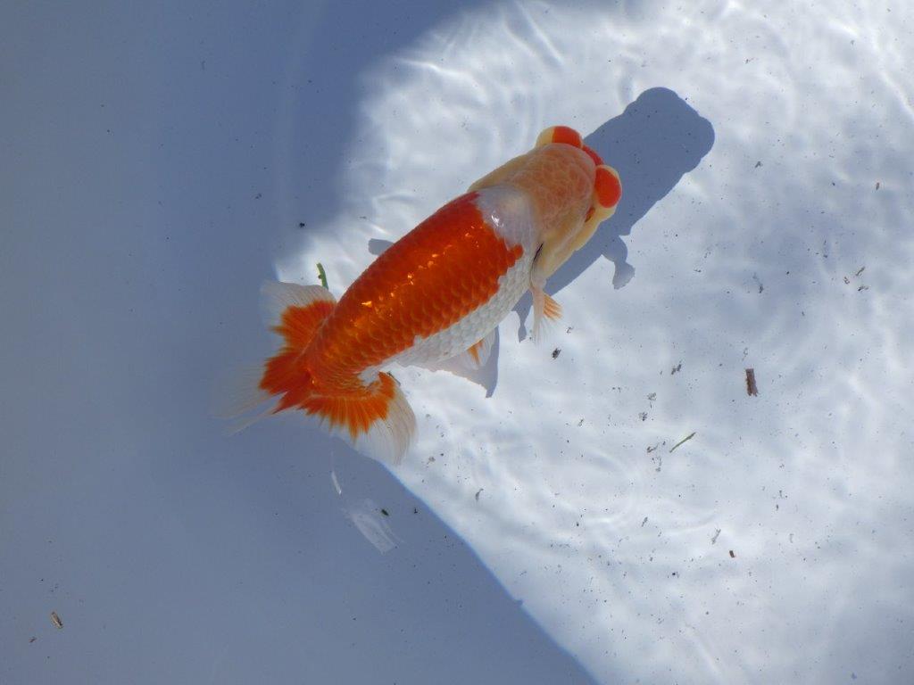 【岐阜県金魚文化連合会　当歳魚の部 】東勧進元一　約13cm   オス？