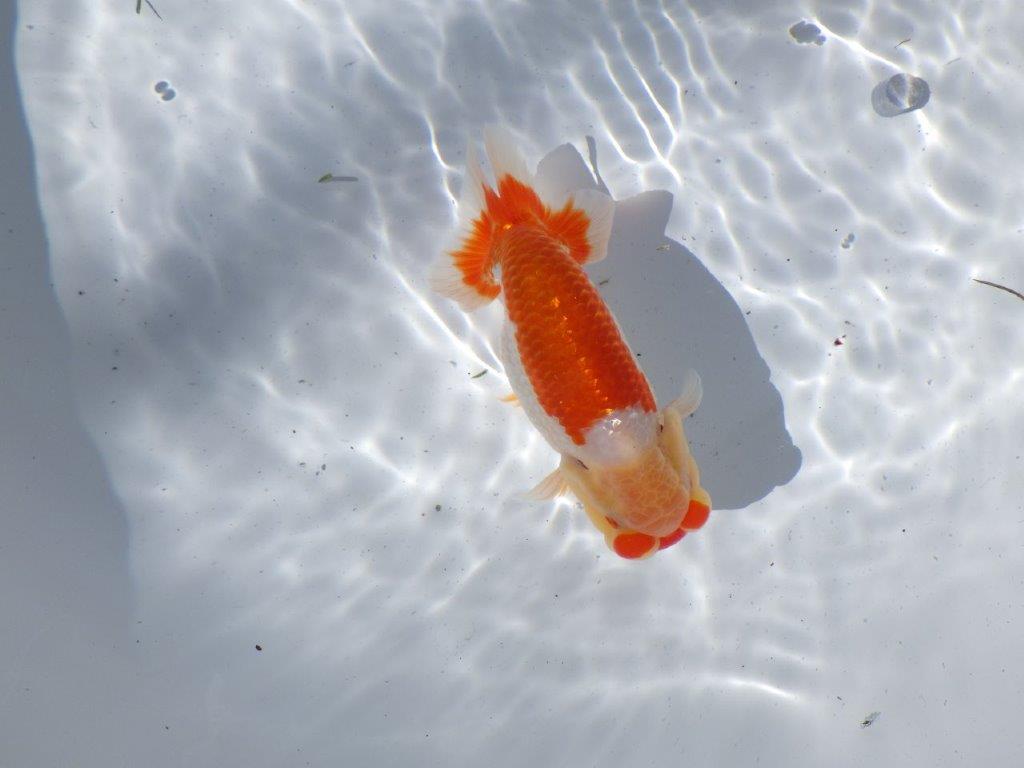 【岐阜県金魚文化連合会　当歳魚の部 】東勧進元一　約13cm   オス？