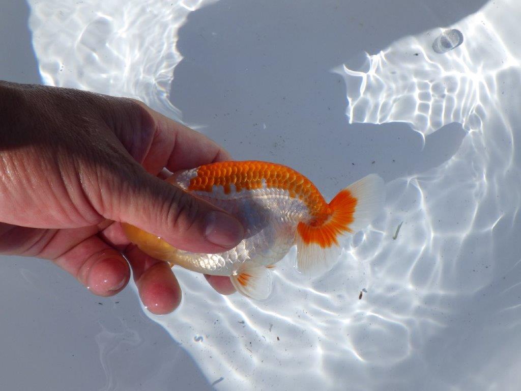 【岐阜県金魚文化連合会　当歳魚の部 】東勧進元一　約13cm   オス？