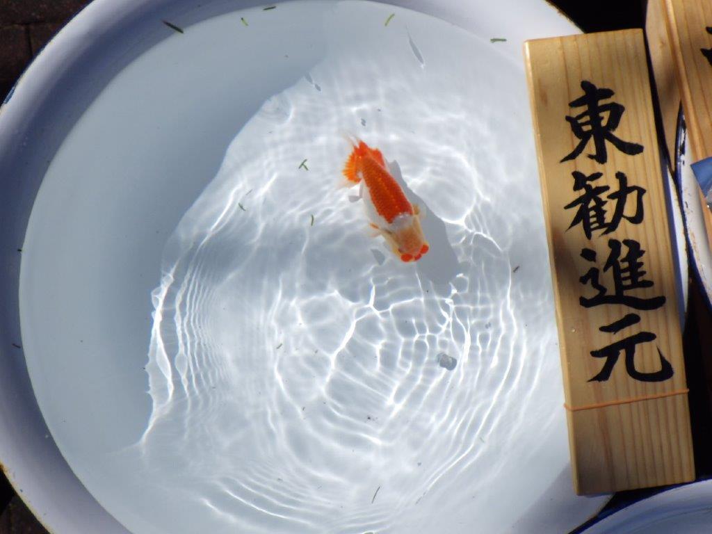 【岐阜県金魚文化連合会　当歳魚の部 】東勧進元一　約13cm   オス？