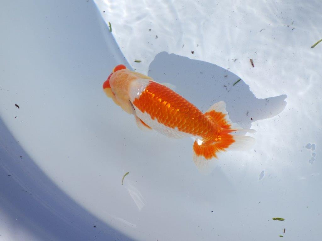 【岐阜県金魚文化連合会　当歳魚の部 】東勧進元一　約13cm   オス？