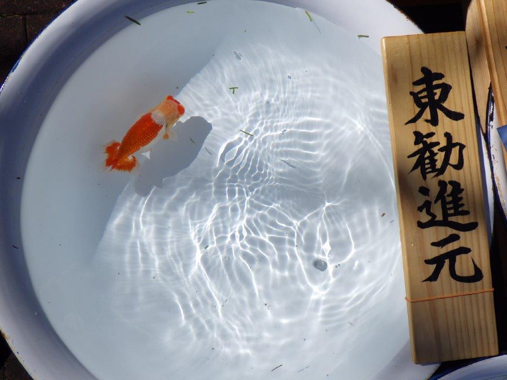 【岐阜県金魚文化連合会　当歳魚の部 】東勧進元一　約13cm   オス？
